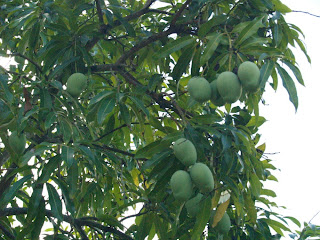 Hojas de palo de mango Hojas de palo de mango