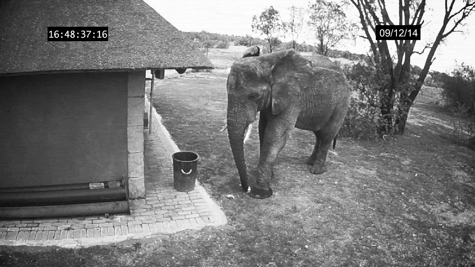 Elephant Caught on CCTV Cameras Cleaning Up The Trash Elephant Caught on CCTV Cameras Cleaning Up The Trash