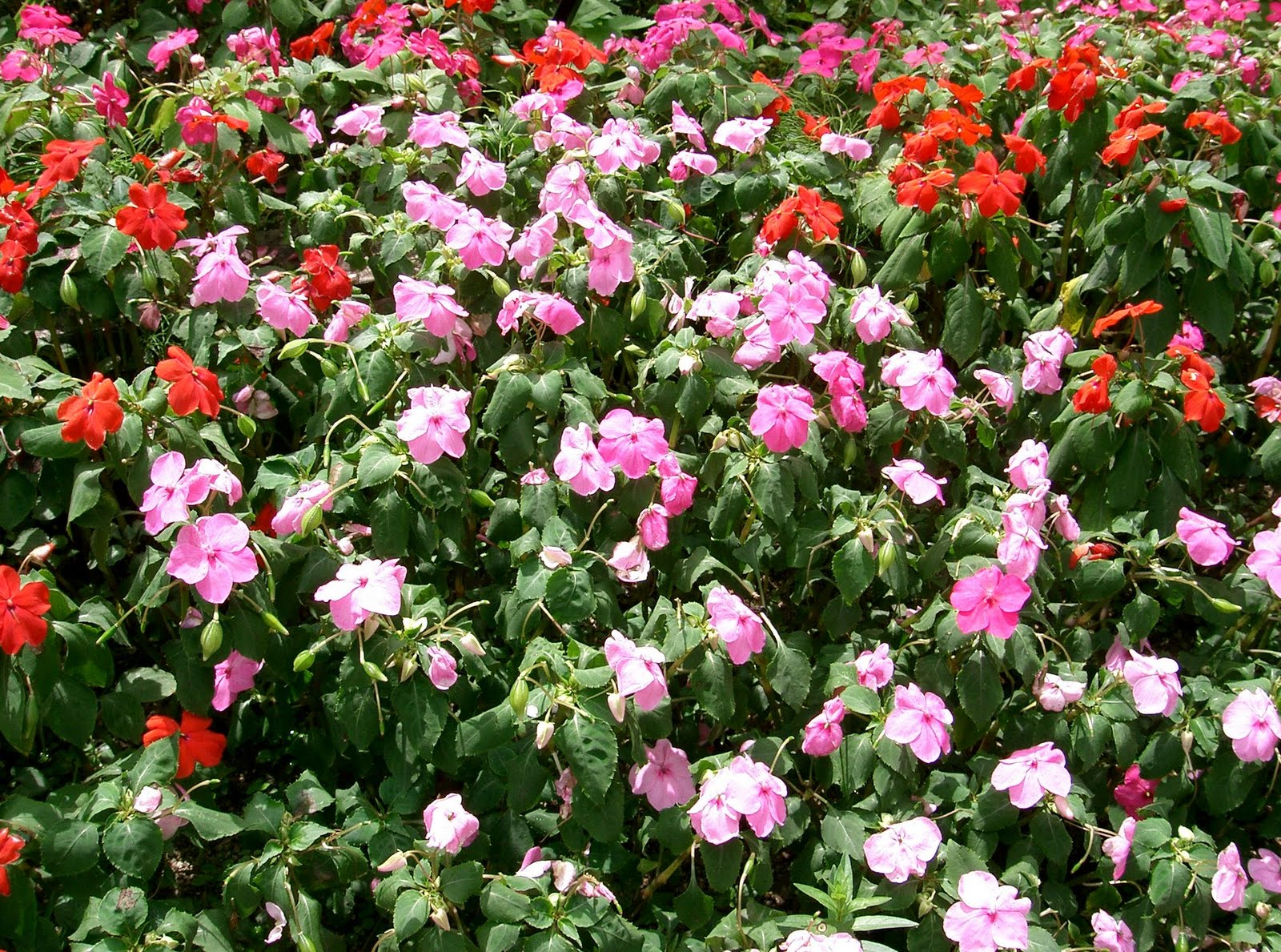 crabapple landscapexperts annual color beds for shady properties crabapple landscapexperts annual color beds for shady properties