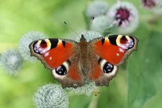 7 Jenis Kupu-kupu Paling Menakjubkan Di Dunia [ www.BlogApaAja.com ]