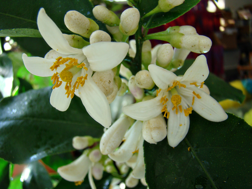 Flowers On Lemon Tree Meaning