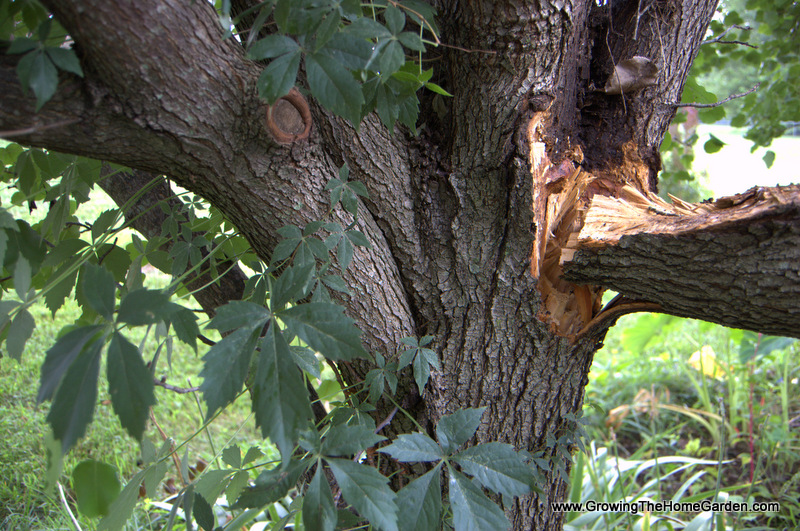 Splitting Pears (Evidence of Why Bradford Pear Trees Are Junk Trees