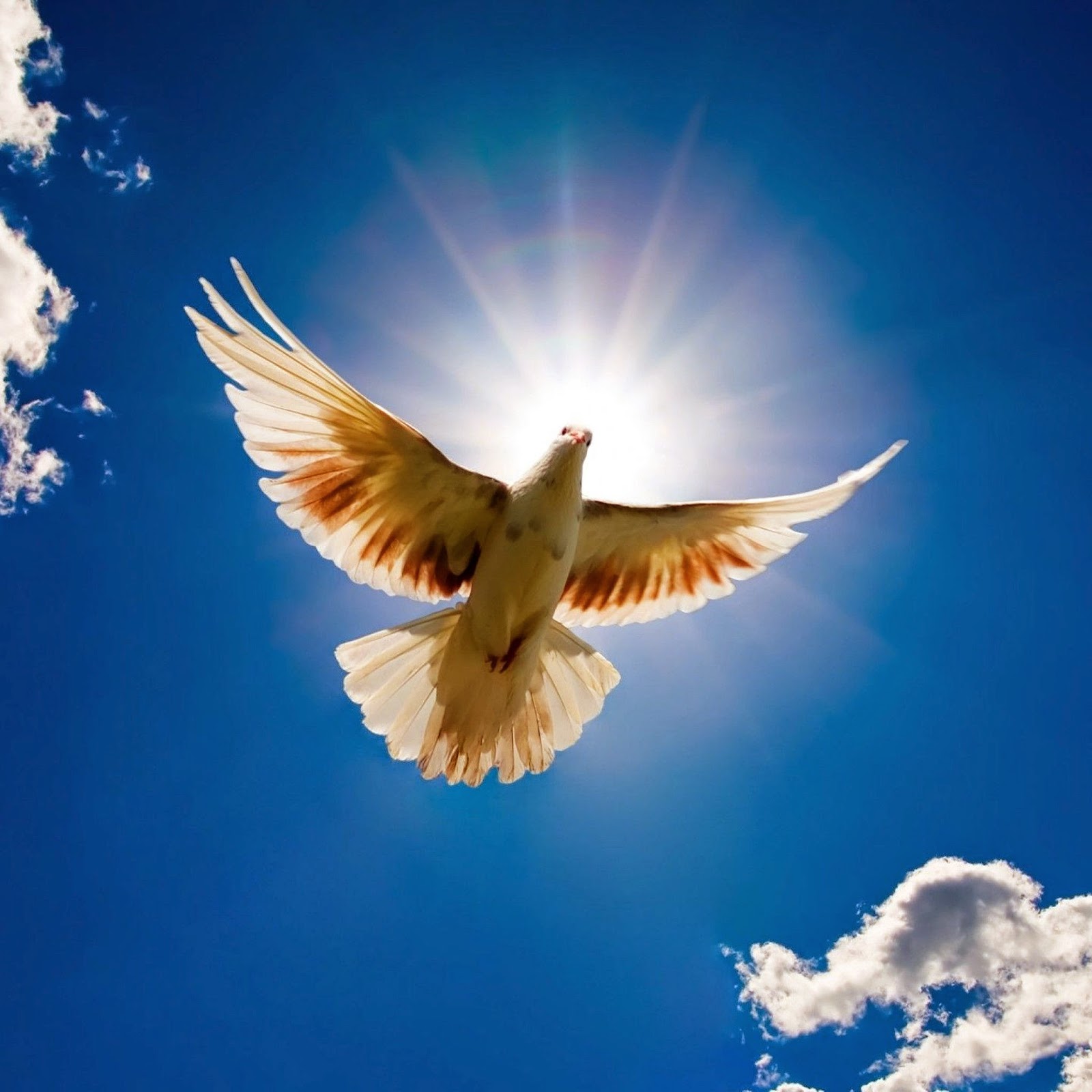 Wallpaper Hd For Mobile Pigeon