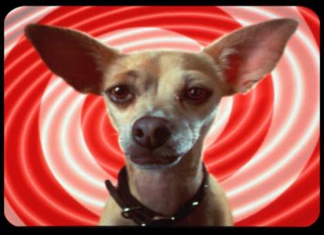 Babyboomer Flashback: Gidget . . . The Taco Bell Dog