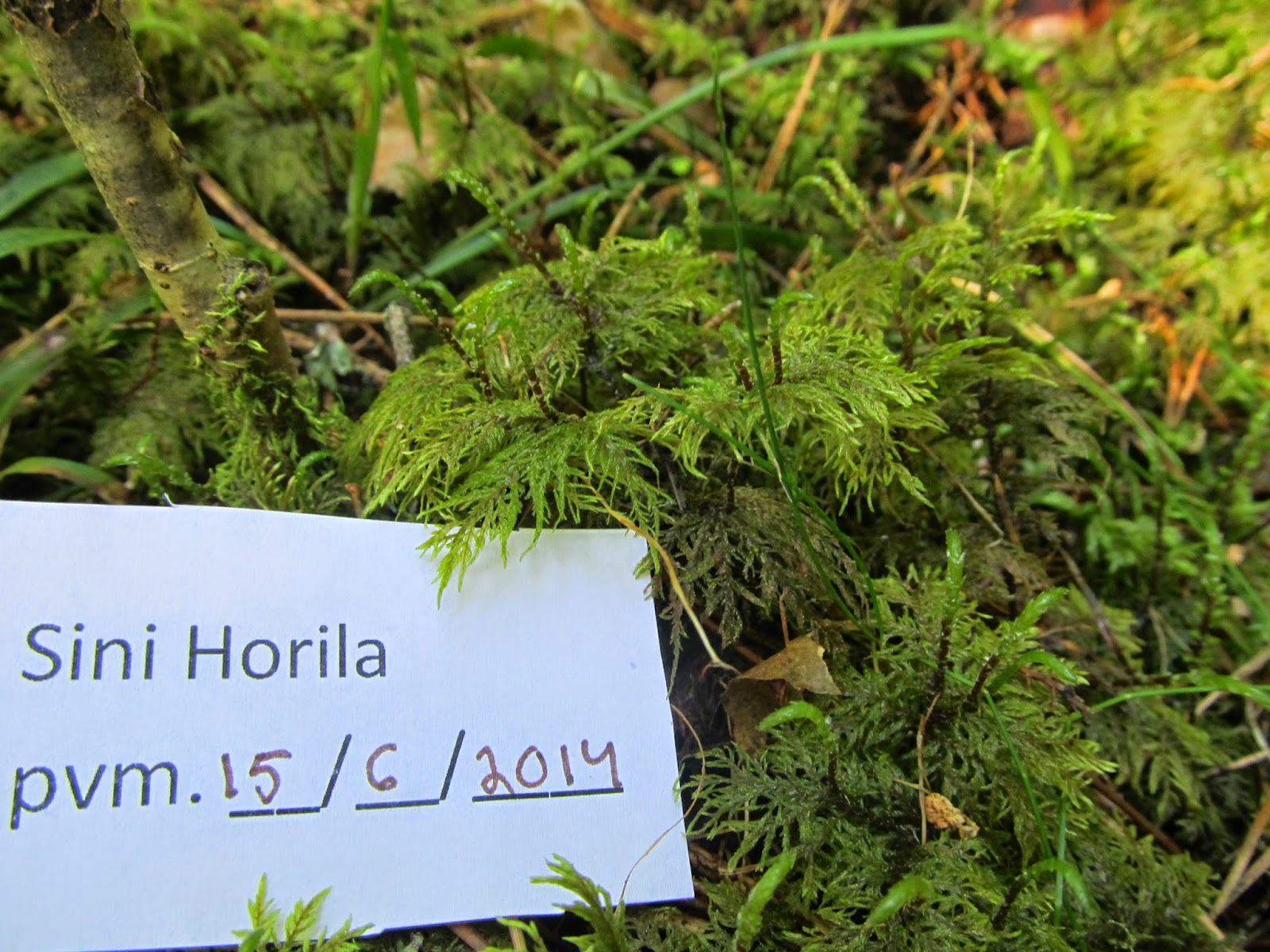 Sinin kasvio Sammaleet ja jäkälät