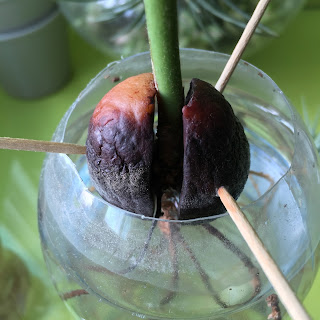 Avocado pit rotting