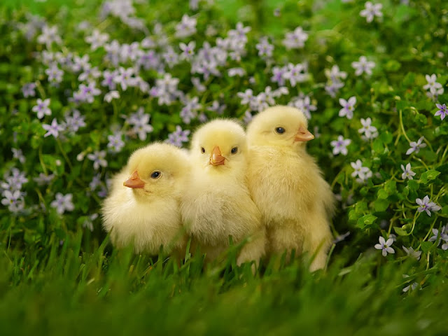 Cute Baby Chick Wallpapers Free Download