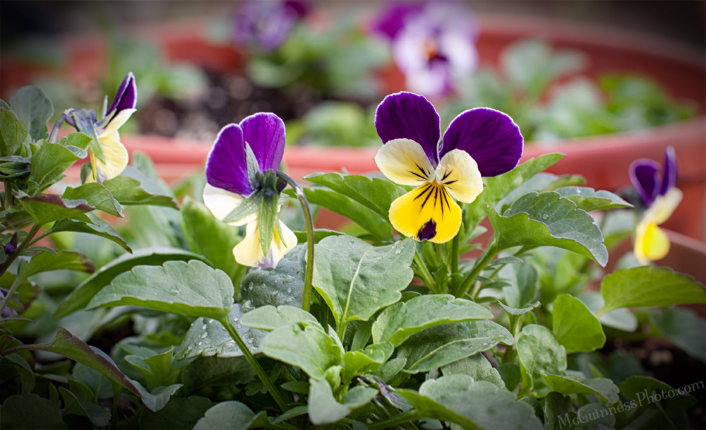 Frau Zinnie Why You Should Grow Pansies From Seed