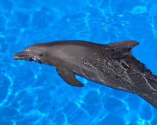 die besten Orte für Delfin-Shows, Mit Delfinen schwimmen und Delfine in freier Natur beobachten