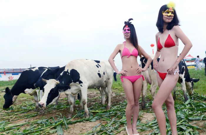 Kontes Kecantikan Sapi Pertama Di China