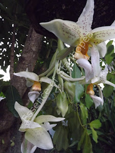 Stanhopea