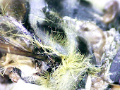 Imagens de microscópio - corpo de abelha