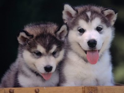 Cute Alaskan Malamute Puppies Photos