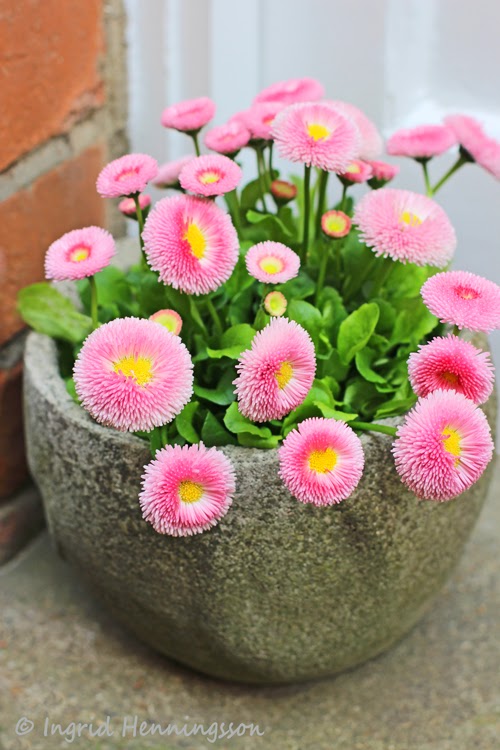 Spring Flowers on the Doorstep-Ingrid-Henningsson Of Spring and Summer
