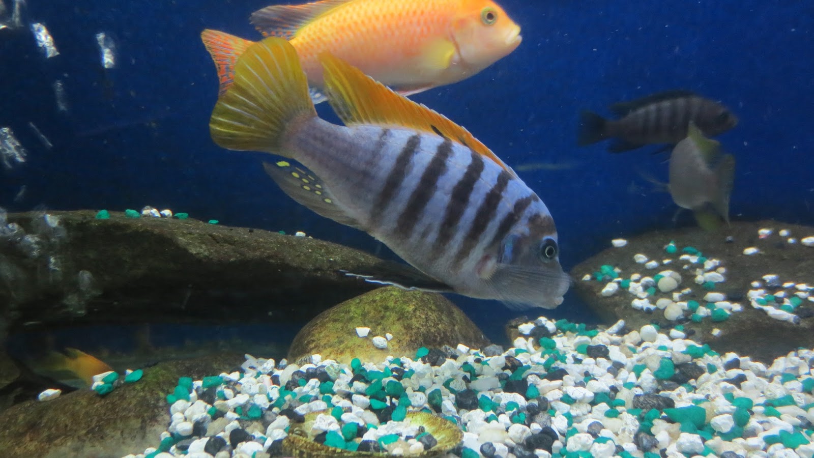 mal/tang fish Metriaclima pyrsonotos Red Top Zebra,8113