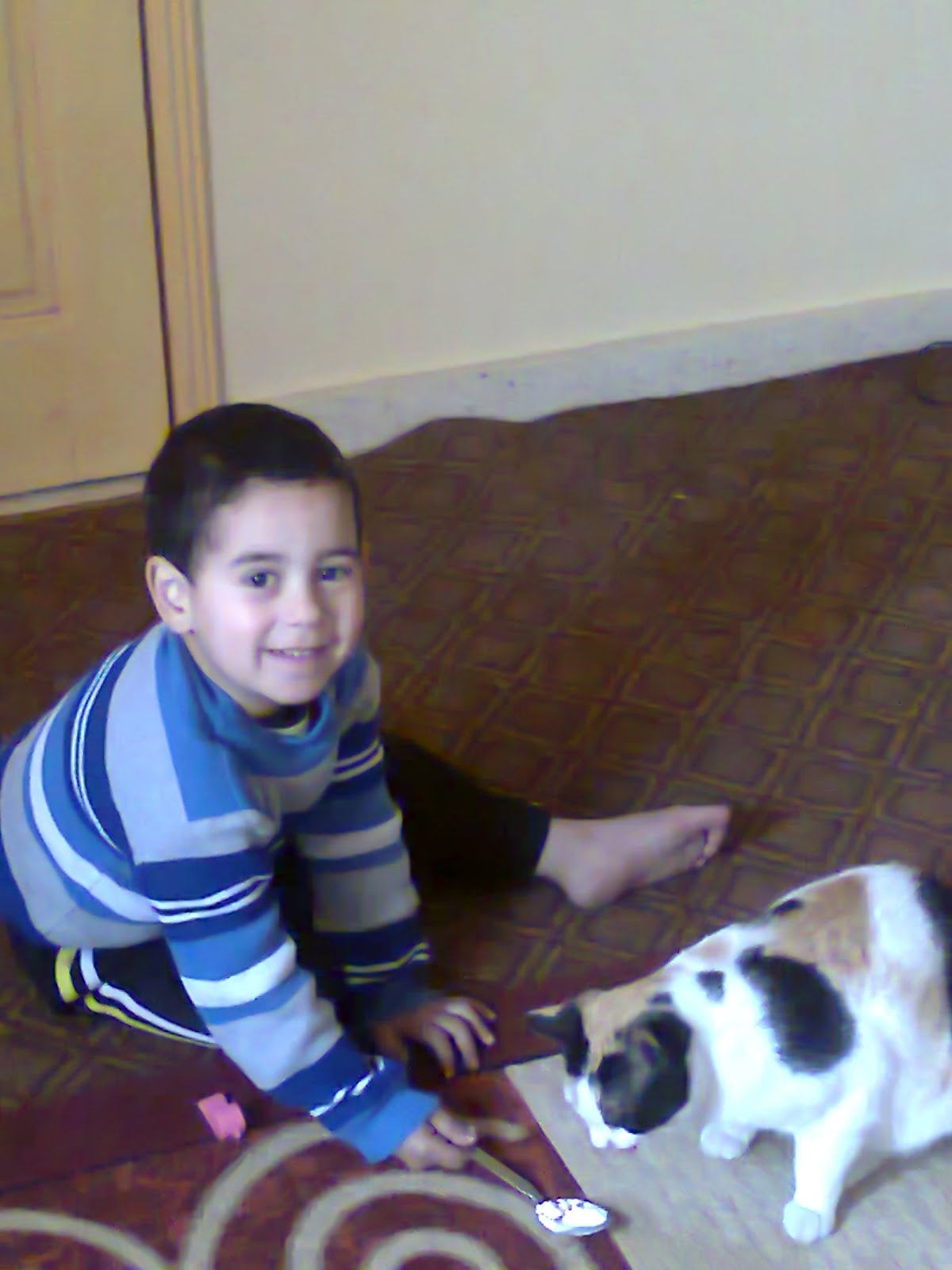 Cats in Gaza and Cats in Islam HuffPost Religion