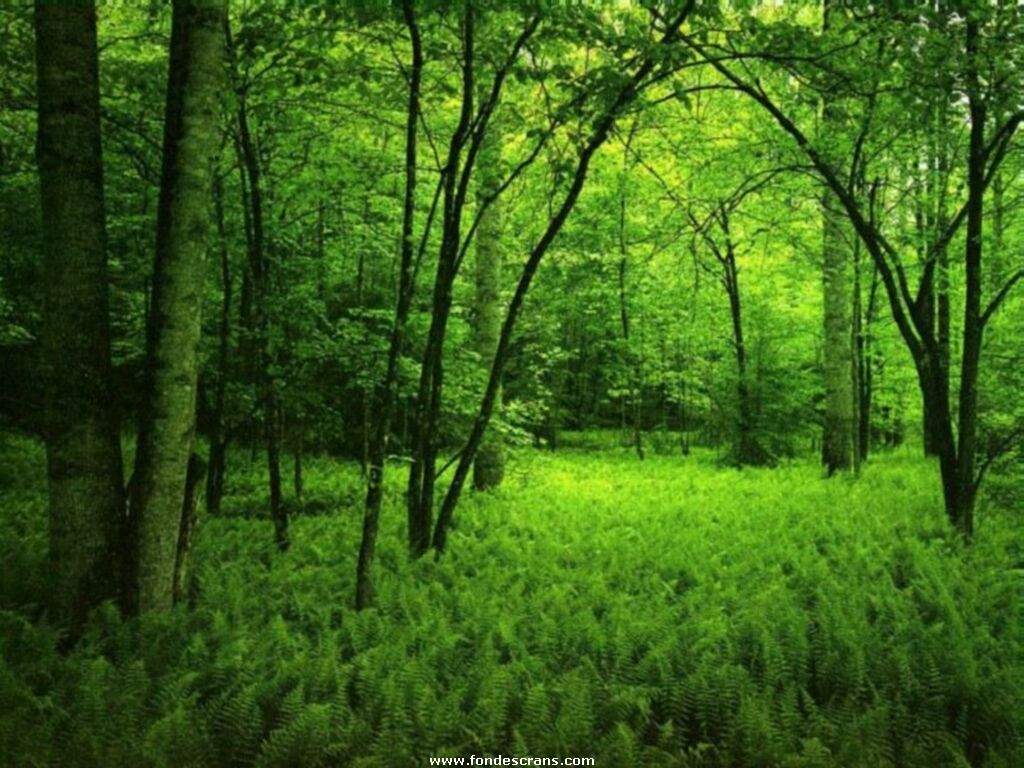Wallpaper Pemandangan Alam Seni Allah BILA PENA MENARI Wallpaper Pemandangan Alam Seni Allah BILA PENA MENARI