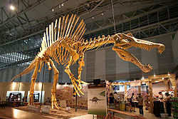 fossil spinosaurus