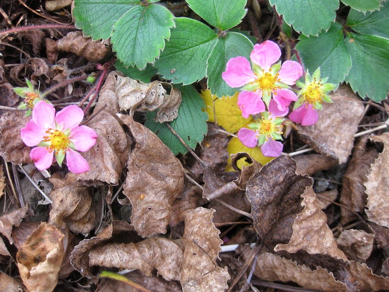 Fragaria ‘Pink Panda’