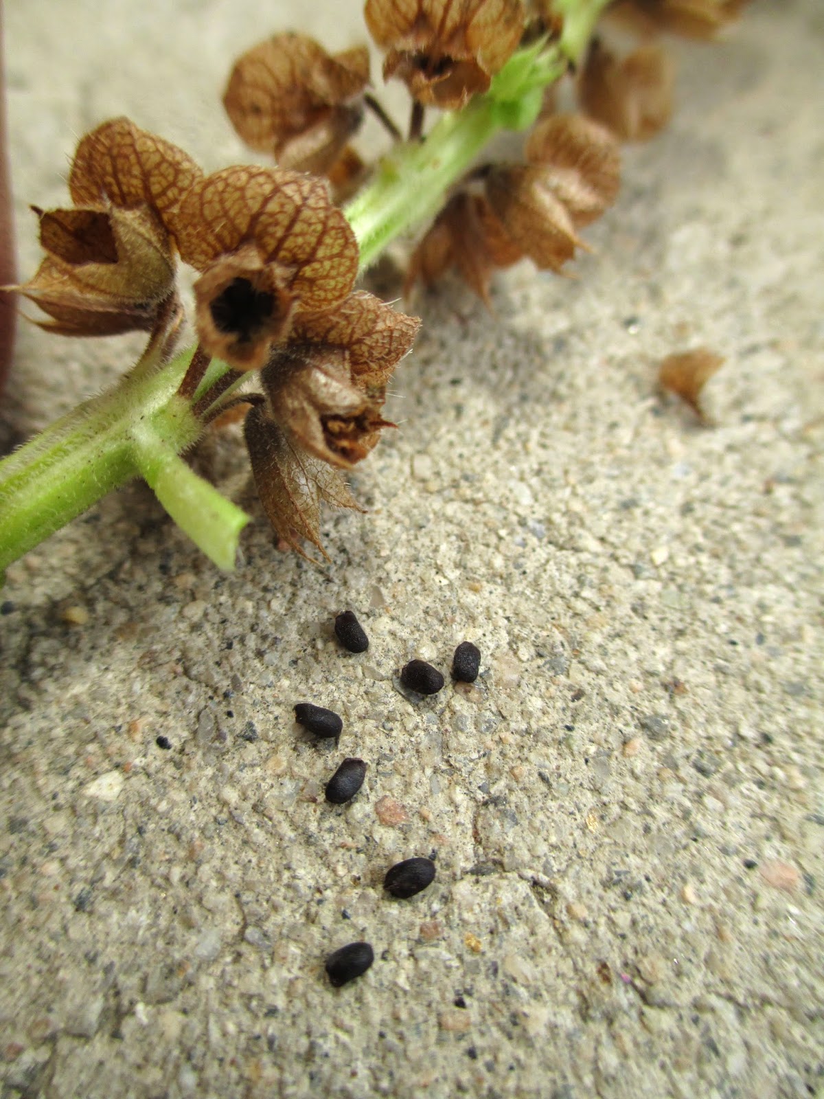 Andie's Way Harvesting Sweet Basil Seeds