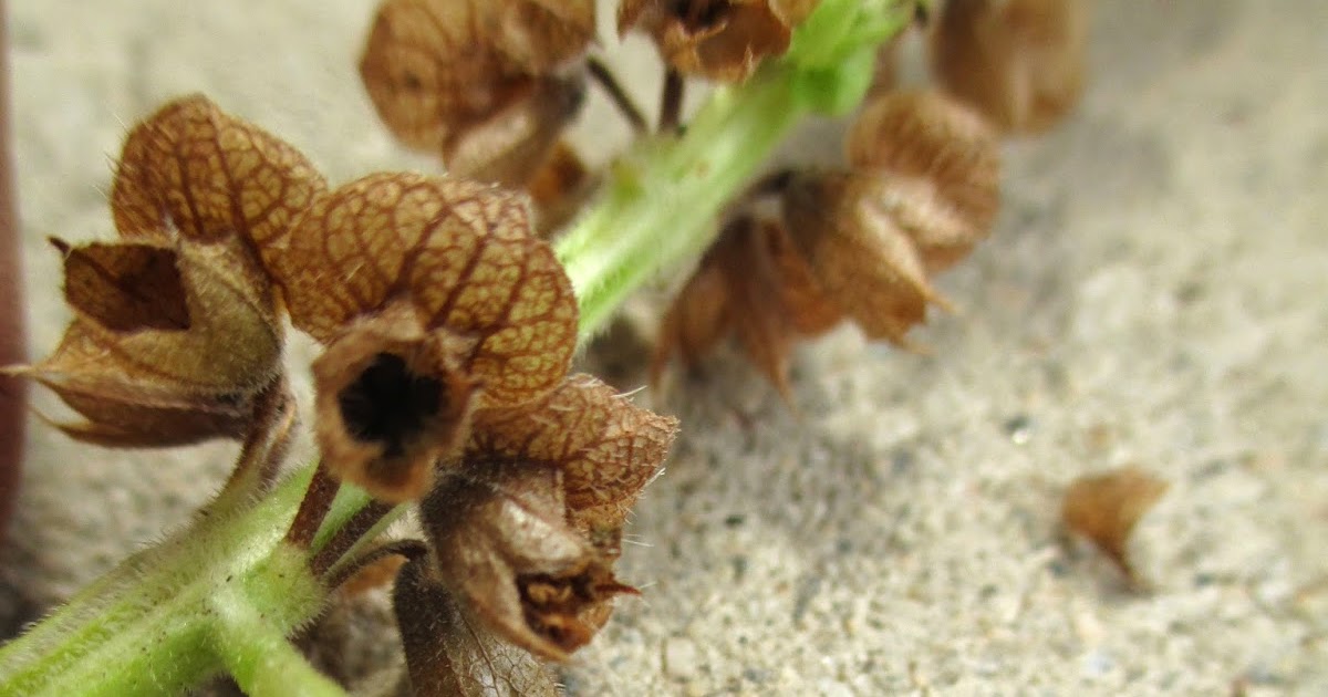 Andie's Way Harvesting Sweet Basil Seeds