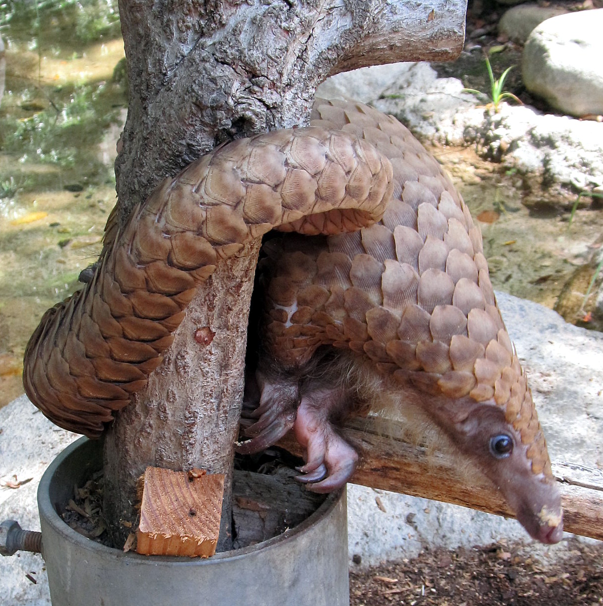 Life with Dylan: Endangered Species Monday - Pangolin1217 x 1223