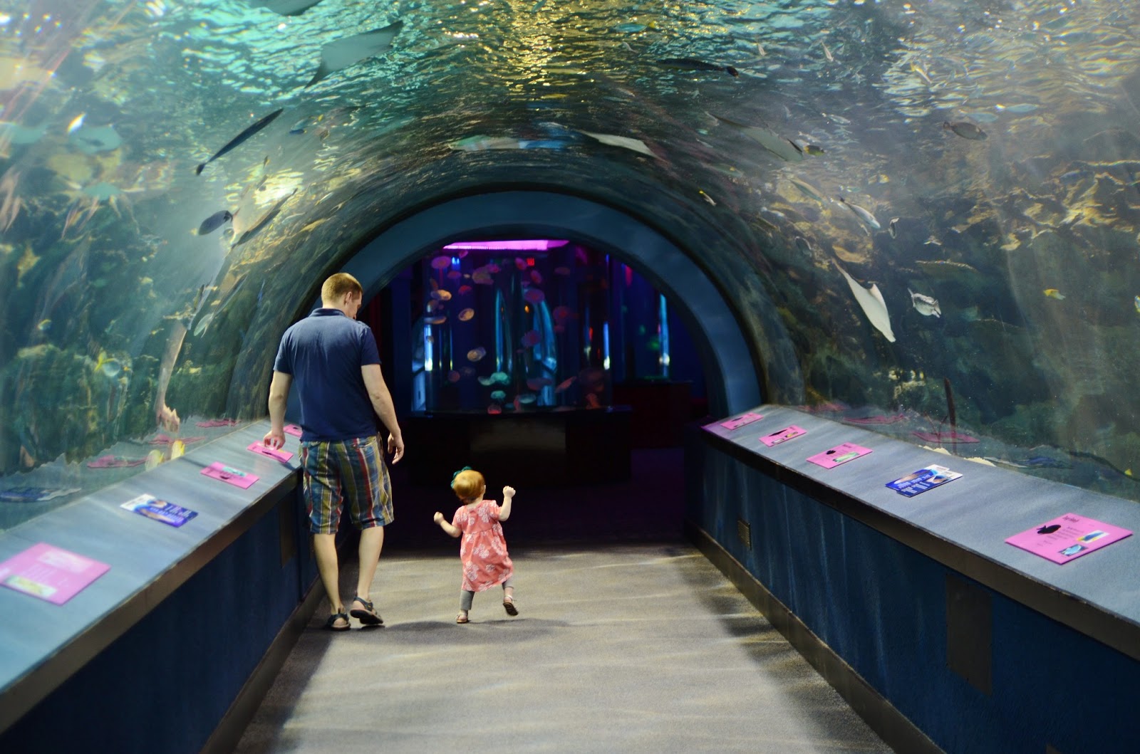 Adventures in Japan! Kentucky!! the newport aquarium.