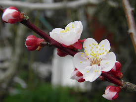 新築一戸建ての梅の花