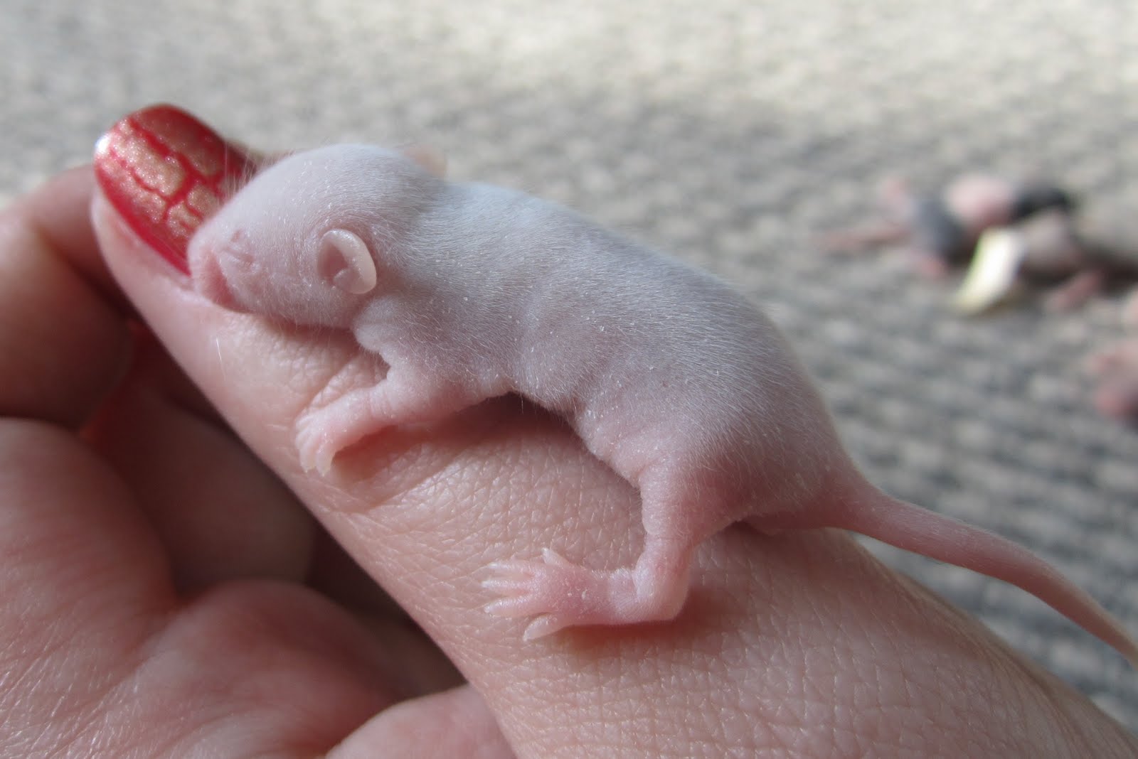 GiMiKd Girl Mice Babies