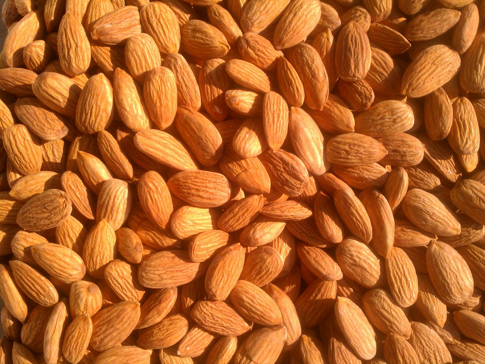 This Week on the Farm Almond Harvest