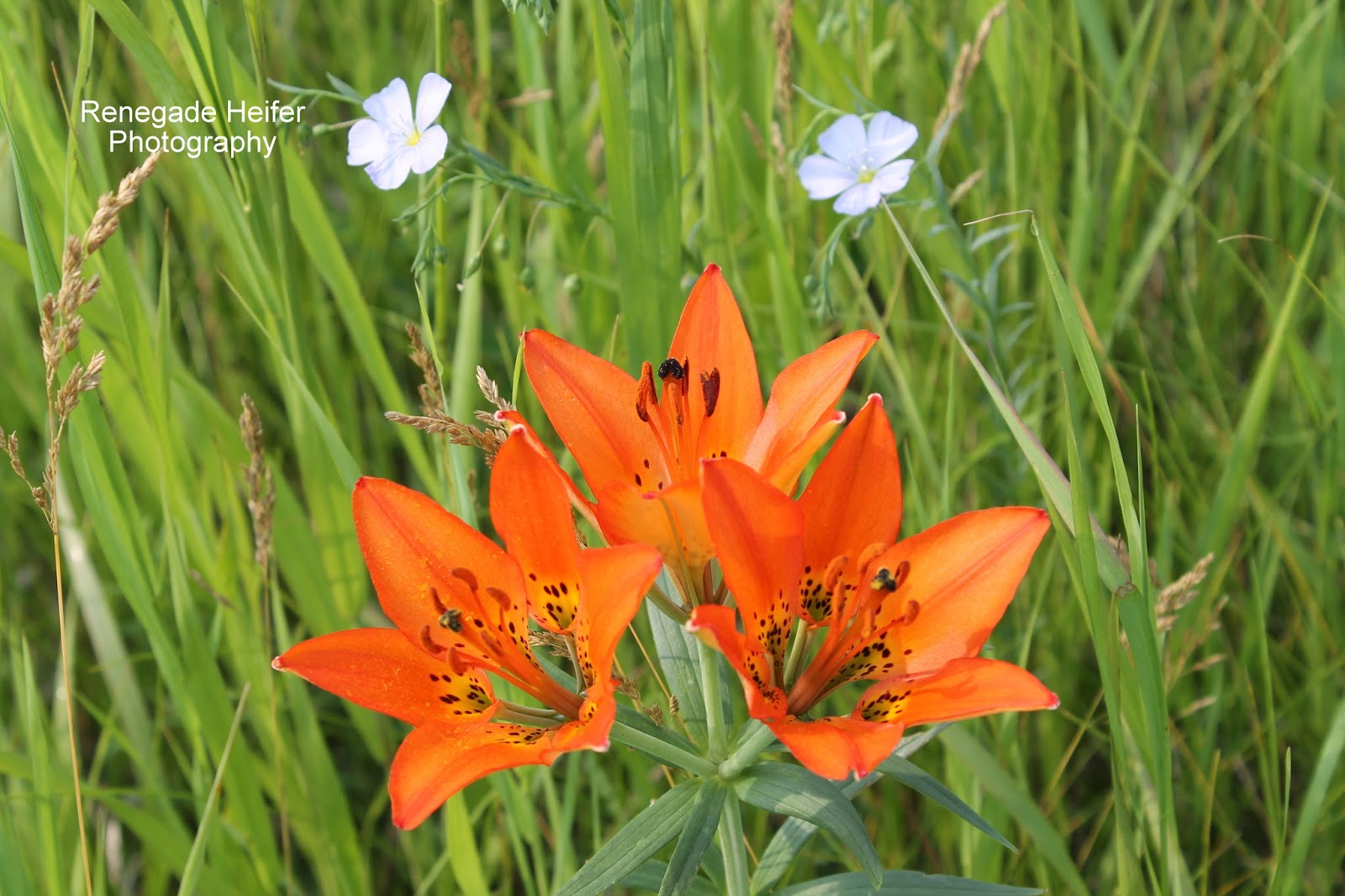 Renegade Heifer Photography Wild Tiger Lilies by the Garden Spot