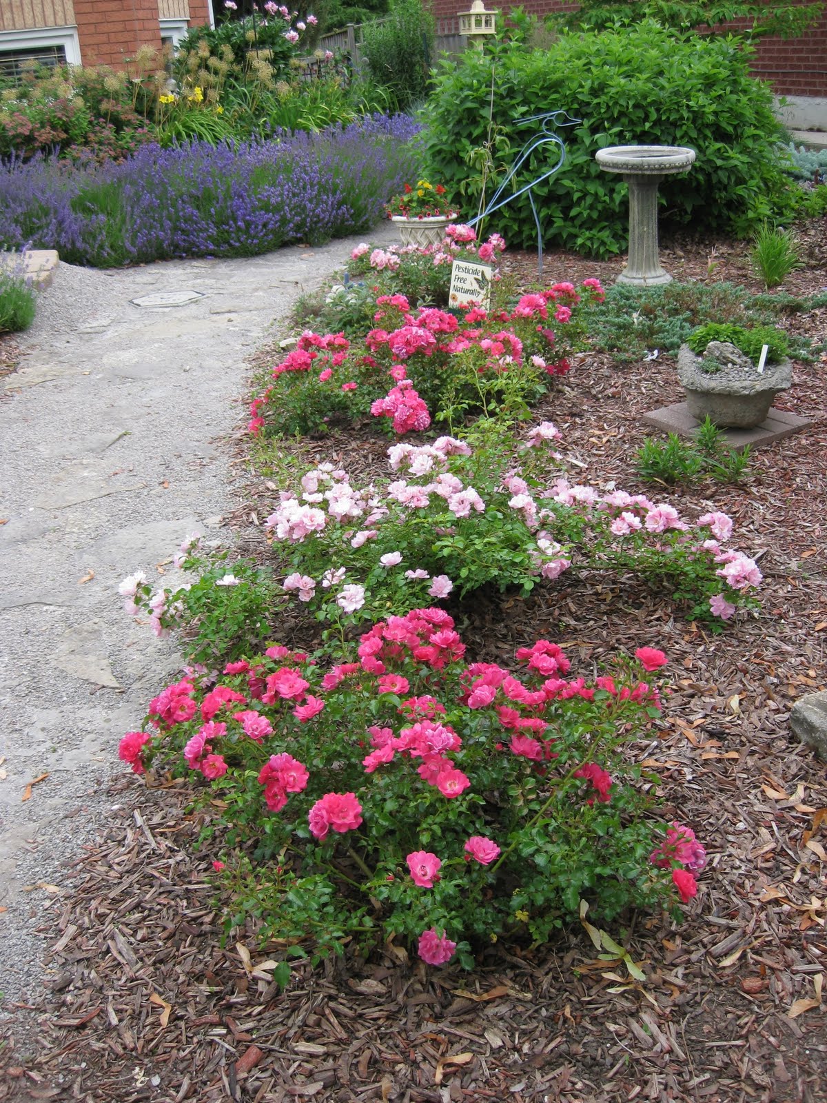 Lavender Cottage Carpet Roses