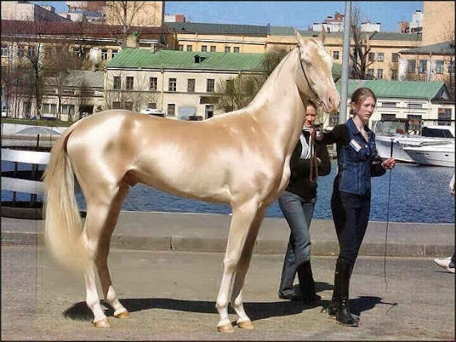 This horse from Turkey was announced the most beautiful horse in the world