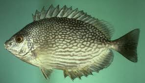Manfaat Ikan Baronang Manfaat Ikan Baronang