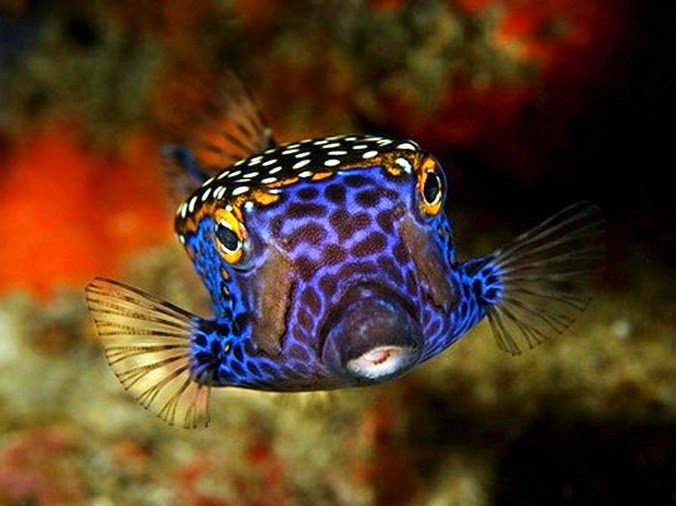 Boxfish Fishes World HD Images & Free Photos