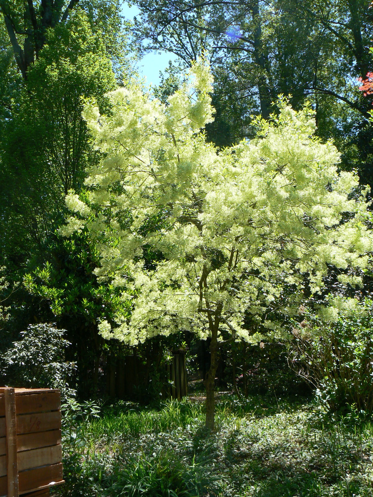 My Monet Sunset Weigela This New Dwarf Weigela Has Very