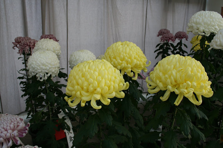 Bronze medal : Chrysanthemum Exhibition , at Toyama Fairy Tale Forest
