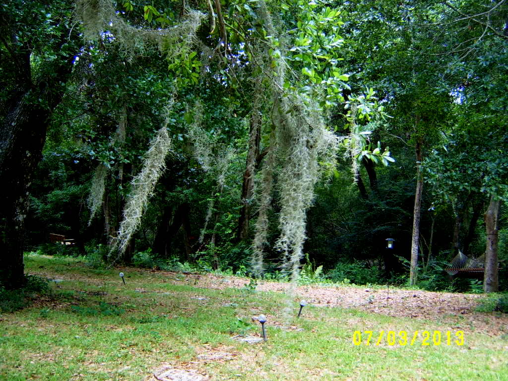 Alabama Rose and Flower Garden from a NonGreen Thumb Spanish Moss ..the Epitome of Southern