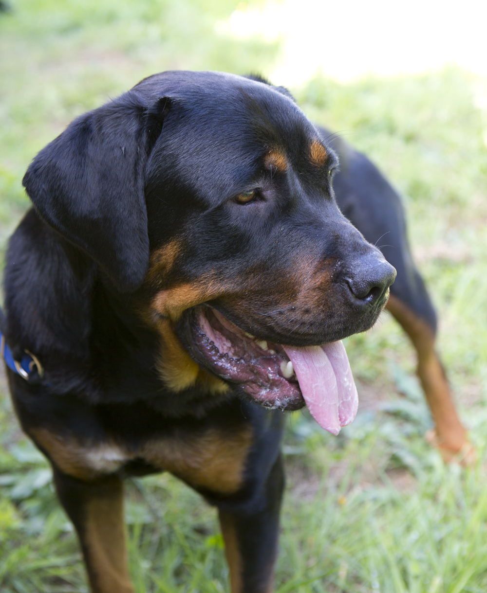 rottweiler chocolate lab mix chocolate lab rottweiler mix www imgkid the image kid has it rottweiler chocolate lab mix chocolate lab rottweiler mix www imgkid the image kid has it
