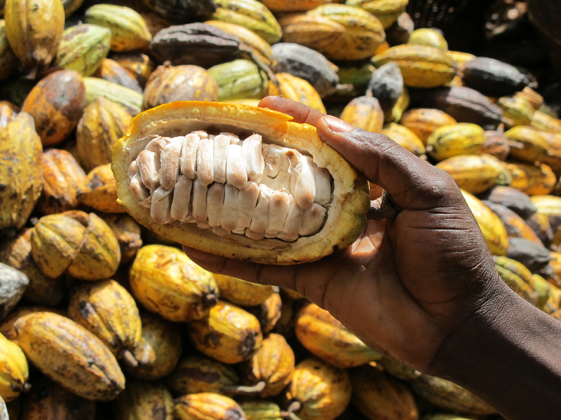 Nigerian Times Creating a Sustainable Cocoa Industry For Farmers Will Require Billions In