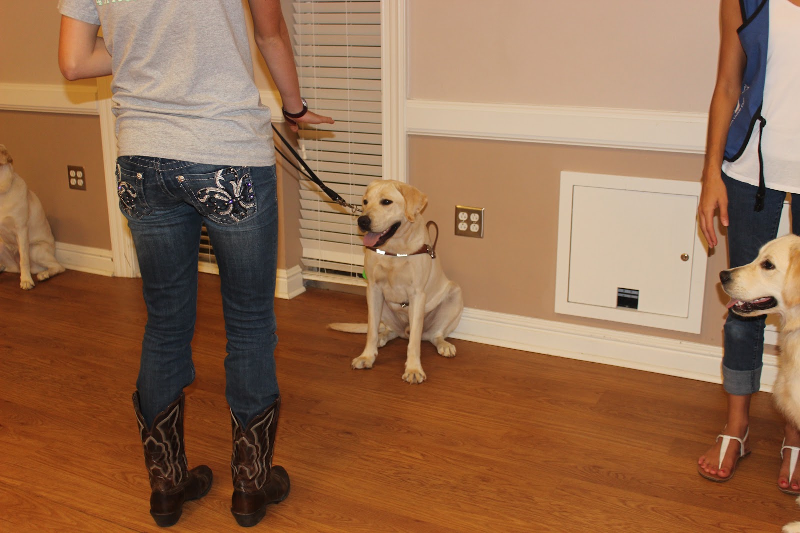 Brandon's life... as a guide dog in training Harness Every Moment