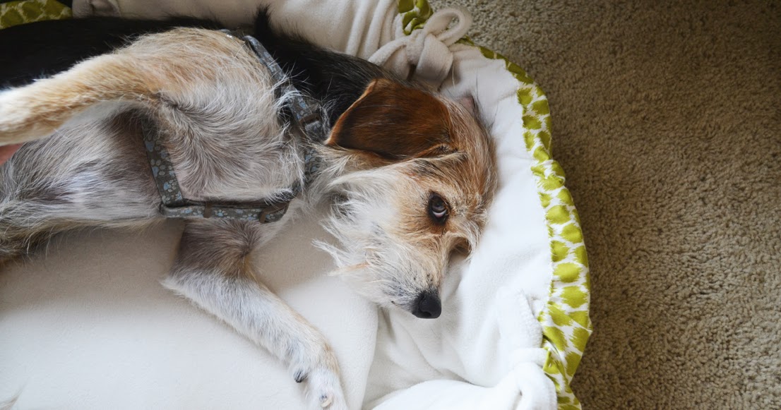 sarah m. dorsey designs DIY Christmas Gifts Round Pet Bed