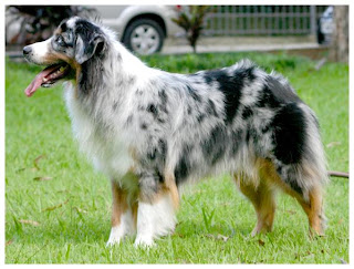 Australian Shepherd Dog Pictures