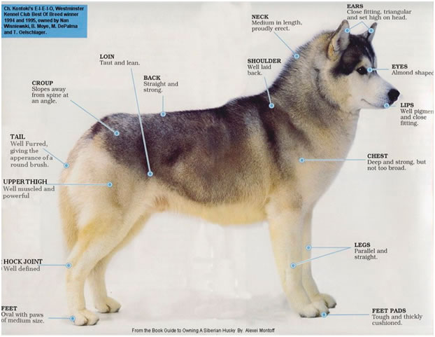 do huskies have webbed feet