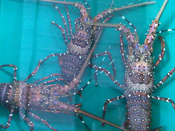 Lobster Batik