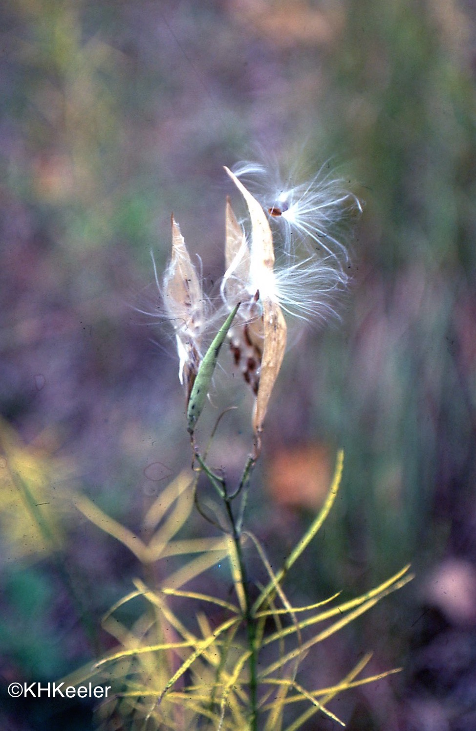 ECOVIEWS: Tumbleweed: A botanical success story