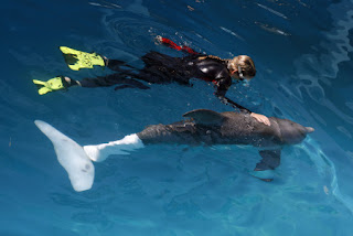 Winter the Dolphin Wallpapers & Pics | Fun Animals Wiki, Videos