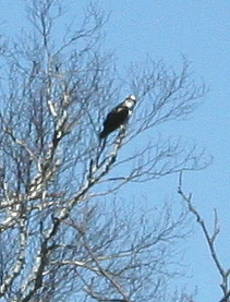 Osprey at Badgley Preserve, Trout Lake, MI Osprey at Batdgle Preserve, Trout Lake, MI