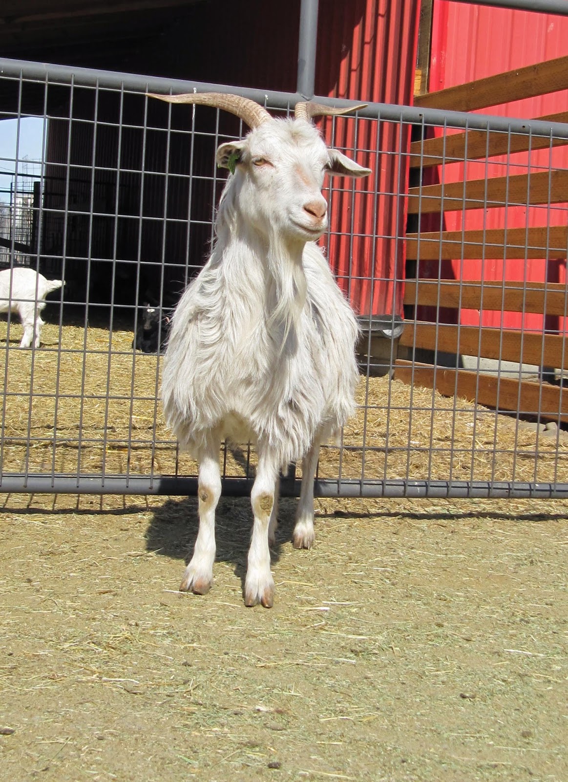LIBERTY FARM CASHMERE GOATS CASHMERE GOATS FOR SALE