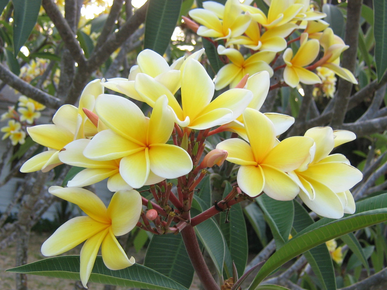 plumeria photos flower picture plumeria flower picture plumeria photos flower picture plumeria flower picture